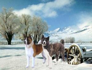 美系秋田犬图片