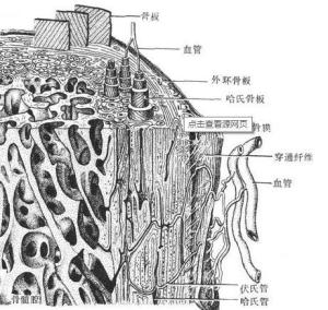 骨板按照所在位置和排列方式可分为:哈佛骨板,环骨板和间骨板.