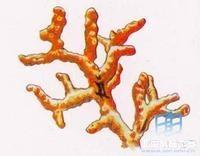 桃色珊瑚