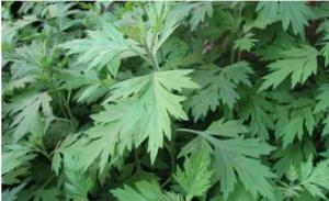 艾草