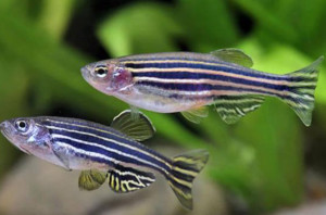 斑马鱼 - 搜狗百科