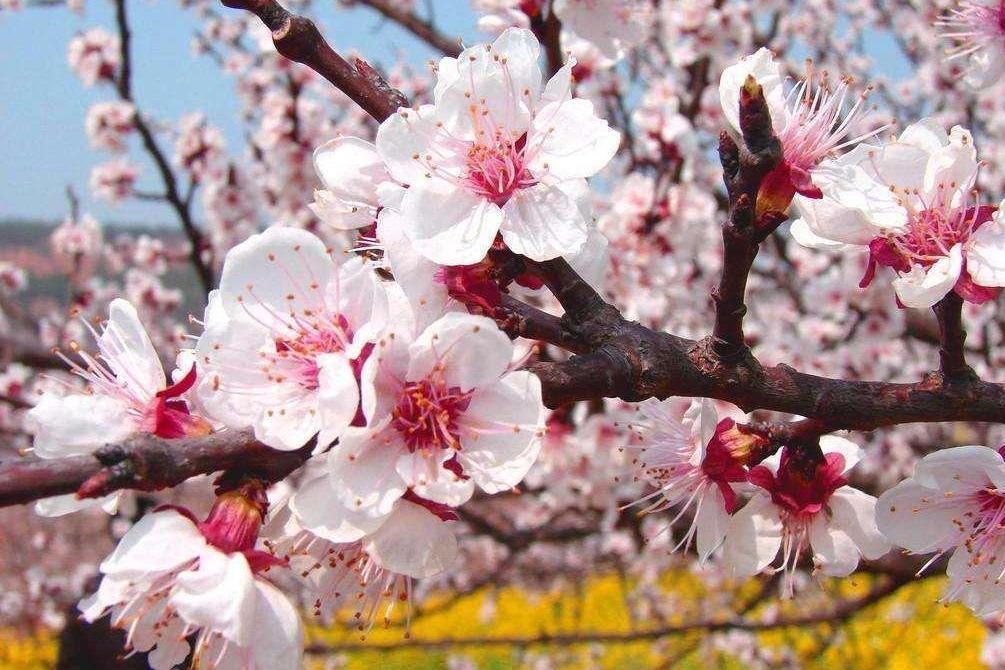 杏花 蔷薇科杏属植物 搜狗百科 杏花 蔷薇科杏属植物 搜狗百科