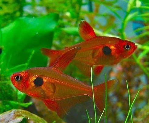 红衣梦幻旗灯鱼