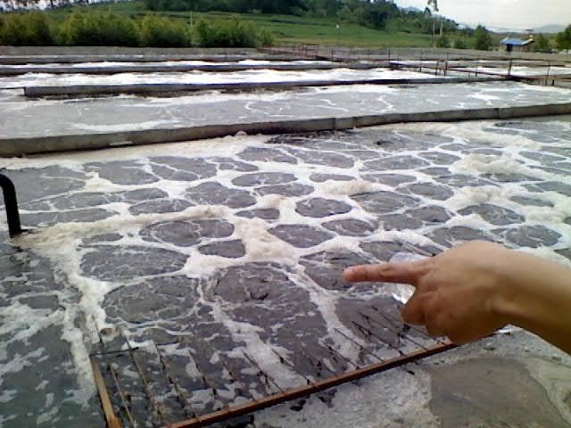 氧化池是废水处理的一个场所,主要通过生物接触达到净化水得功效.