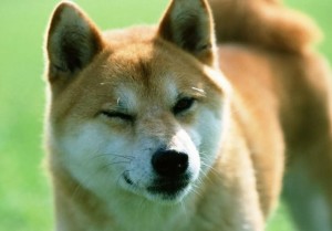 柴犬