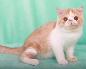 猫 搜狗百科 猫 搜狗百科
