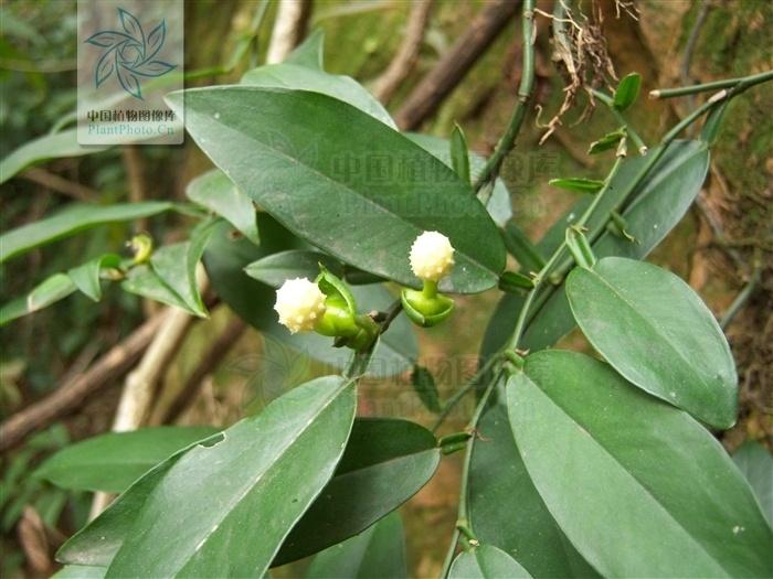 石柑- 搜狗百科