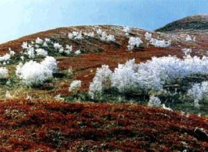 高山苔原景观带