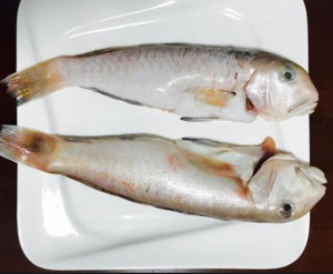 马头鱼