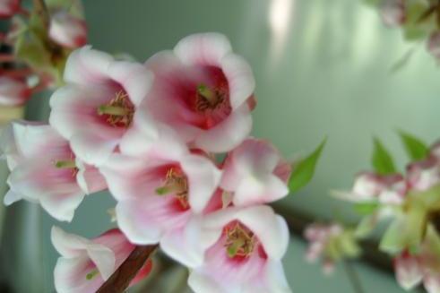 风铃花 锦葵科悬铃花属植物 搜狗百科