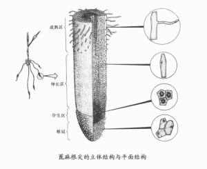蓖麻根尖结构