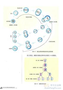 减数分裂末期