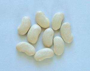原料·白扁豆