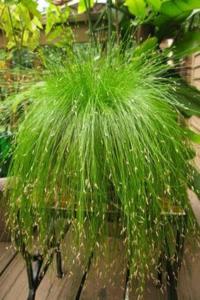 观赏草