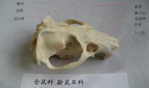 鼢鼠亚科