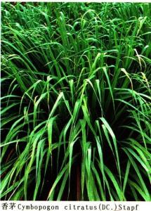 禾本科芸香草——叶子韭菜型