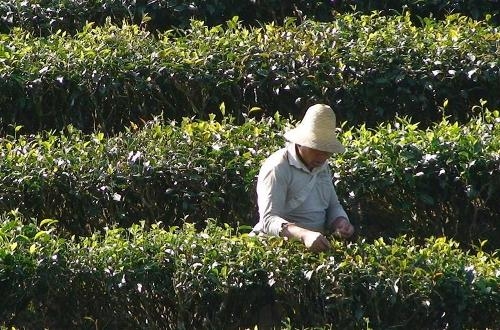 普洱茶