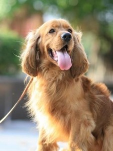 美国可卡犬