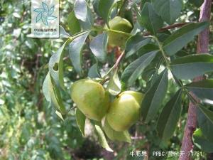 牛筋果花果