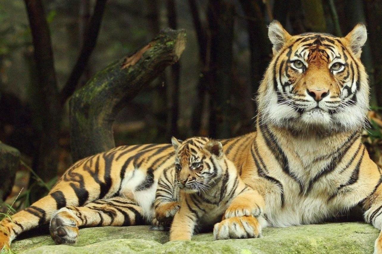 巴厘虎 猫科豹属动物 搜狗百科