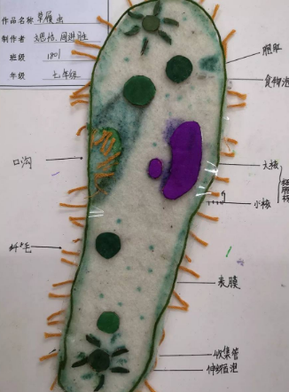 草履虫