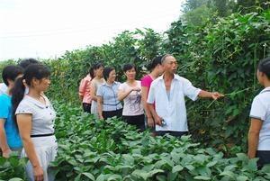 观巢镇农民