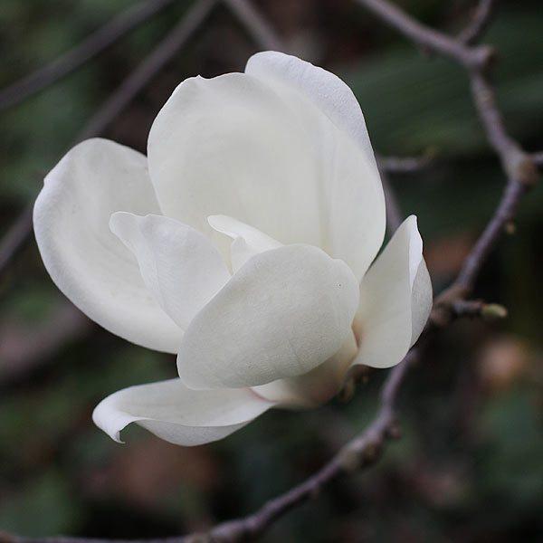 白兰 木兰科含笑属植物 搜狗百科 白兰 木兰科含笑属植物 搜狗百科