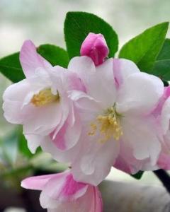 尖嘴林檎果 搜狗百科