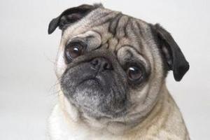 巴哥犬