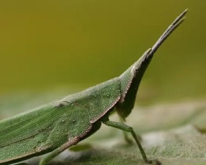 尖头蚱蜢