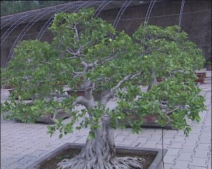 榕树（桑科榕属乔木）
