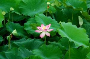 芦花秋韵