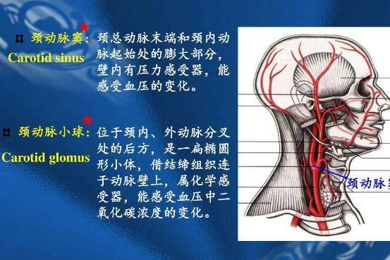 颈动脉窦 身体构造 搜狗百科 颈动脉窦 身体构造 搜狗百科