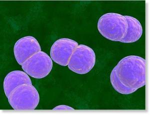 称为卡他奈瑟菌(neisseria catarrhalis)和卡他布兰汉菌(branhamella