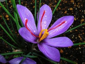 番红花