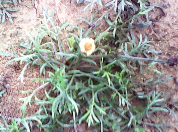 鹿角草 菊科香刺属植物 搜狗百科