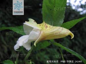 紫萼凤仙花图册