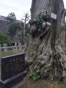 圣恩寺千年古树