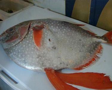 月鱼是像盘子一般扁平而圆的大鱼,它的英文名字是"moonfish",月鱼之意