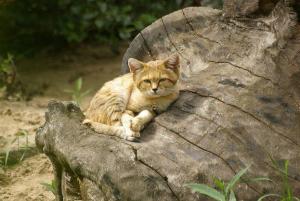 沙丘猫