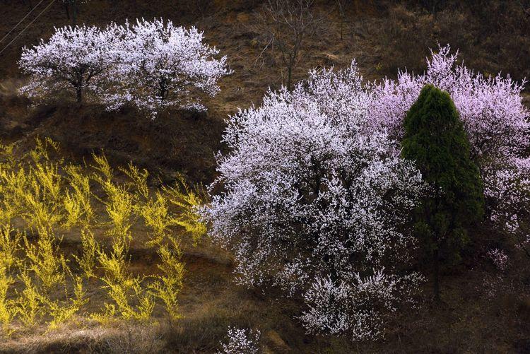 祁家河杏花节