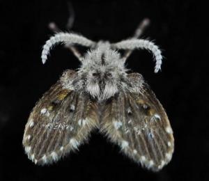 白斑蛾蚋图片图片
