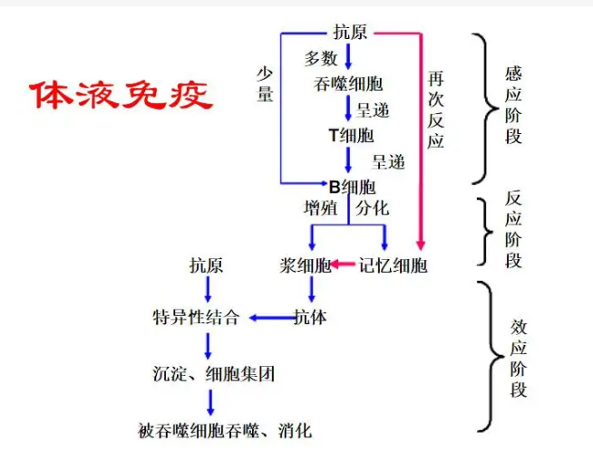 体液免疫图示图片