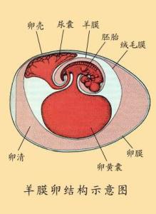 羊膜囊与绒毛膜囊图片图片