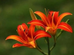 萱草