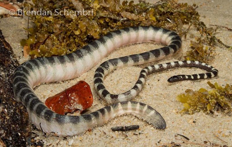 环纹海蛇（Hydrophis fasciatus）