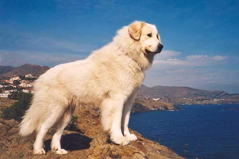 大白熊犬 犬科犬属动物 搜狗百科 大白熊犬 犬科犬属动物 搜狗百科