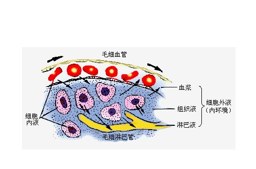 组织液