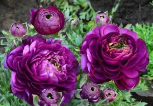 花毛茛