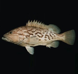 土阿莫土石斑鱼